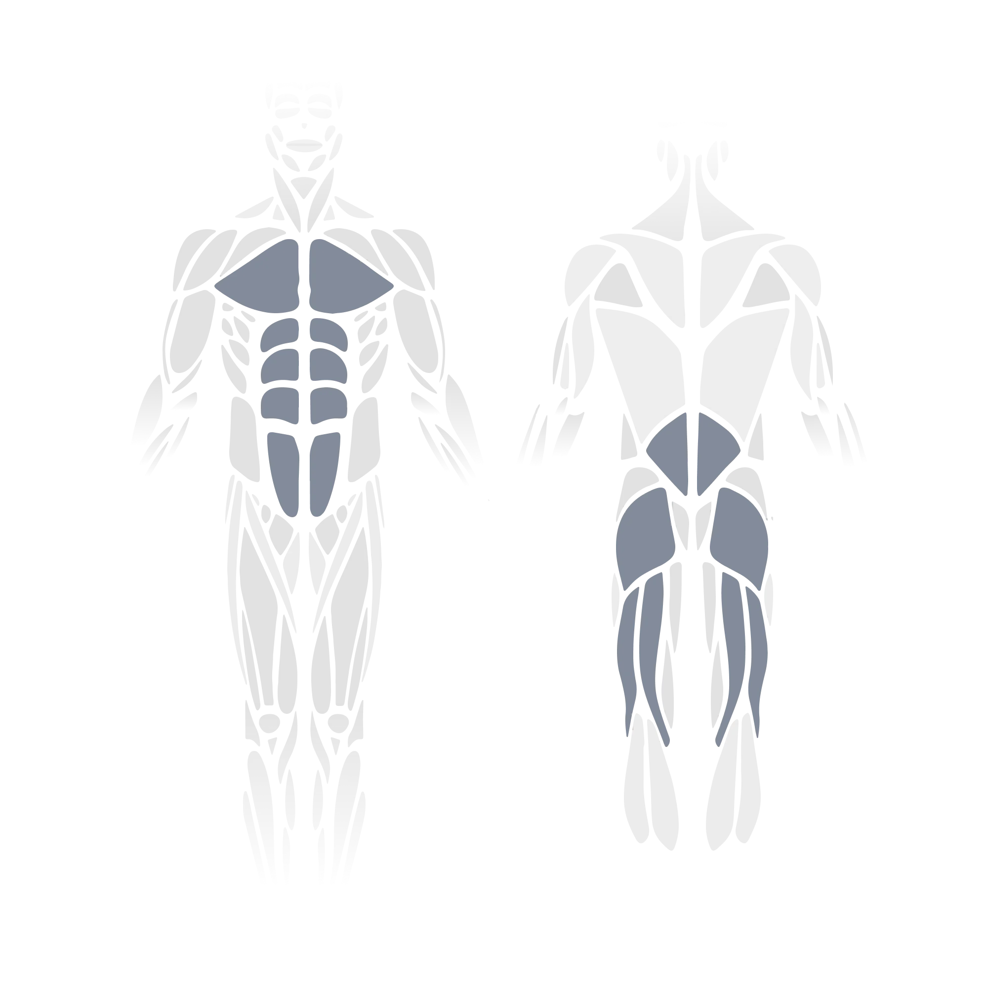 Anatomical muscle diagram showing front and back views of the full body with the pectorals, rectus abdominis, obliques, and hip flexors (front view) and the gluteus maximus and hamstrings (posterior view) highlighted as targeted muscle groups.