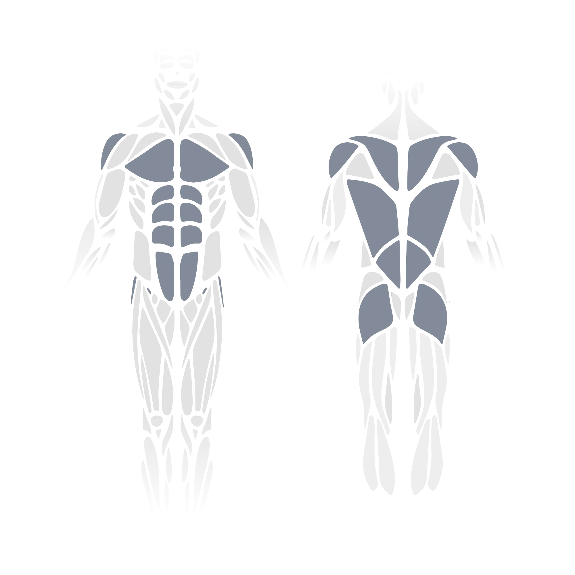 Anatomical muscle diagram showing front and back views of the full body with the pectorals, rectus abdominis, obliques, and hip flexors (front view) and the trapezius, posterior deltoids, rhomboids, latissimus dorsi, and gluteus maximus (posterior view) highlighted as targeted muscle groups.