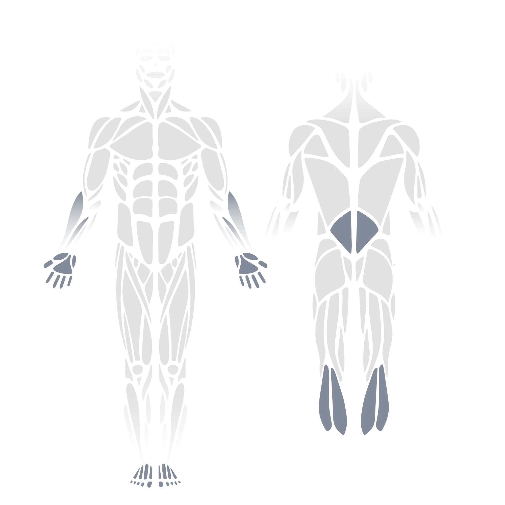 Anatomical muscle diagram showing front and back views of the full body with the forearms/wrists (front view) and the gluteus maximus and calves (gastrocnemius/soleus, posterior view) highlighted as targeted muscle groups.