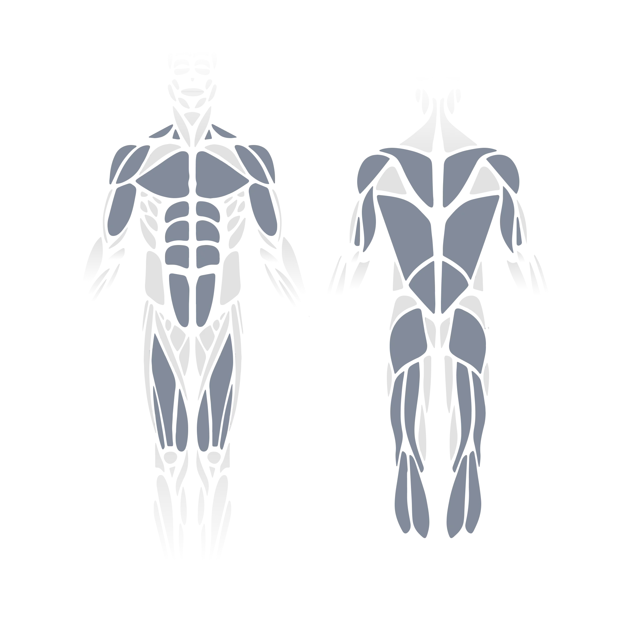 Anatomical muscle diagram showing front and back views of the full body with the pectorals, rectus abdominis, obliques, hip flexors, and quadriceps (front view) and the trapezius, rhomboids, latissimus dorsi, gluteus maximus, hamstrings, and calves (posterior view) highlighted as targeted muscle groups.