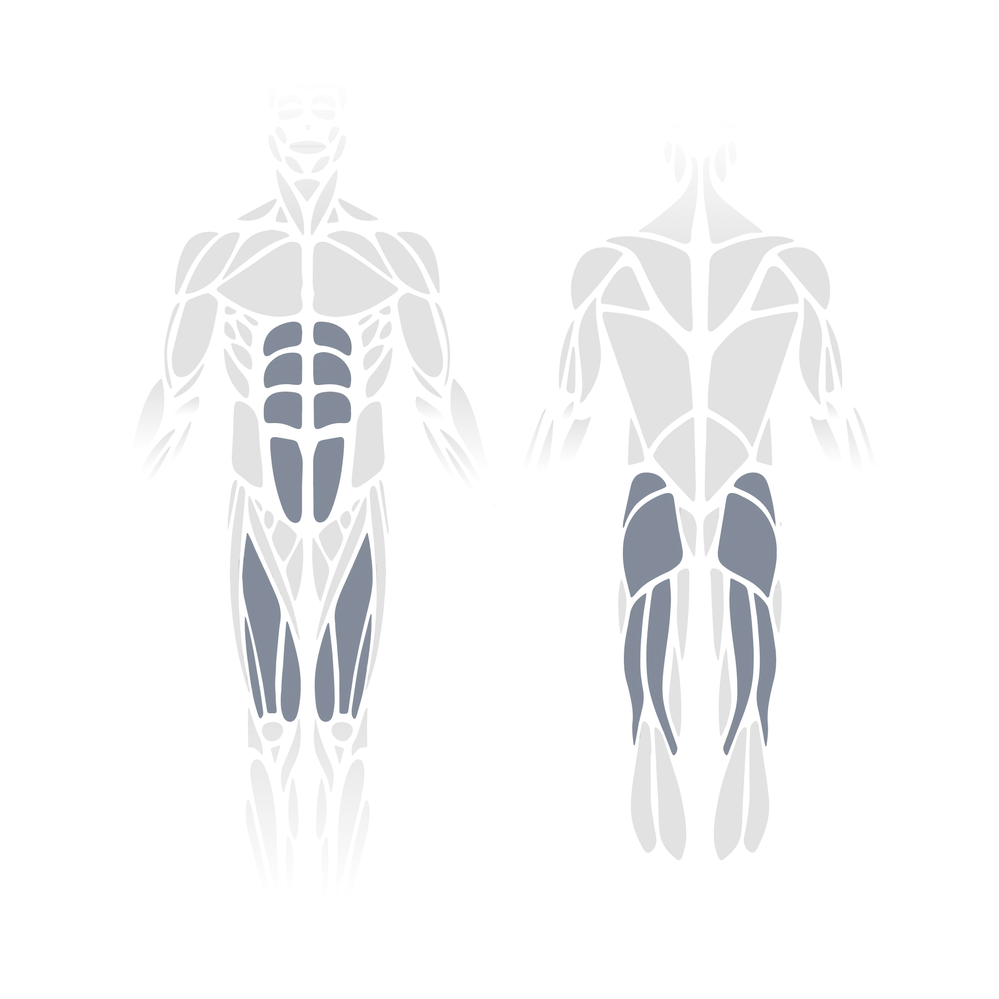 Anatomical muscle diagram showing front and back views of the full body with the rectus abdominis, obliques, hip flexors, and quadriceps (front view) and the gluteus maximus and hamstrings (posterior view) highlighted as targeted muscle groups.