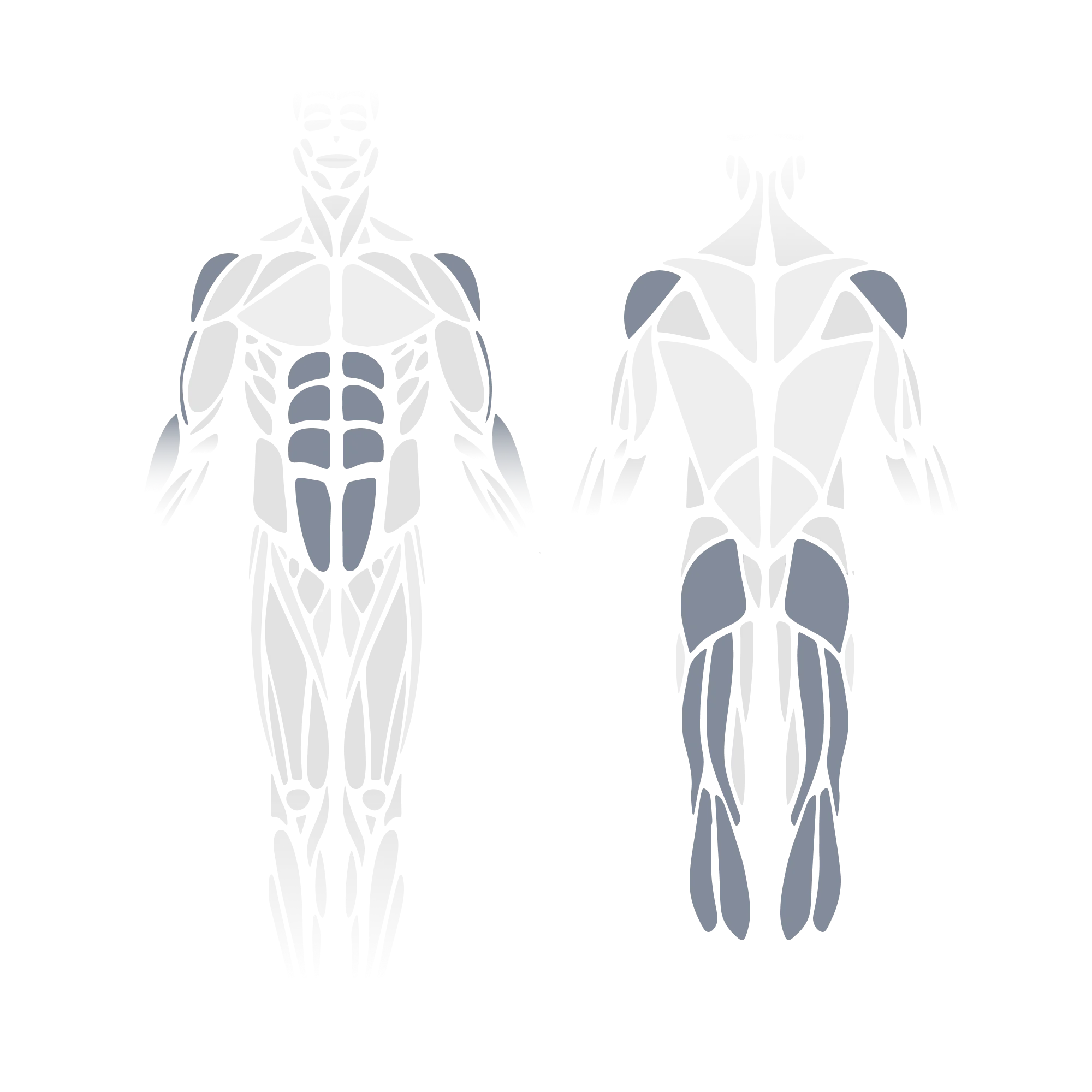 Anatomical muscle diagram showing front and back views of the full body with the anterior deltoids, rectus abdominis, obliques, and hip flexors (front view) and the posterior deltoids, gluteus maximus, hamstrings, and calves (posterior view) highlighted as targeted muscle groups.