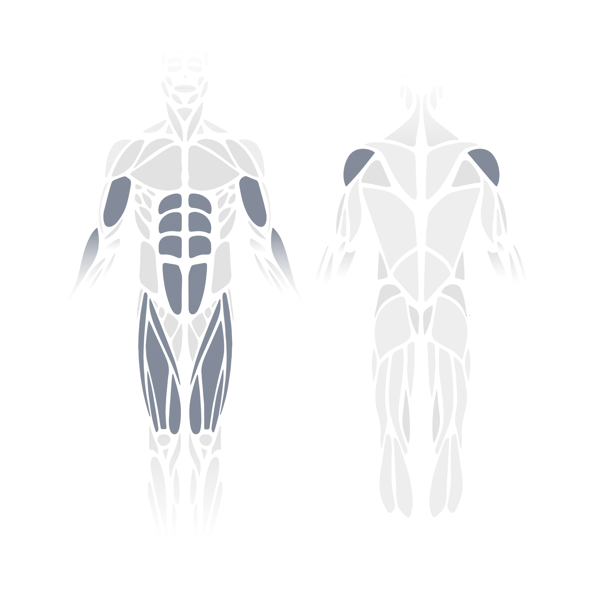 Anatomical muscle diagram showing front and back views of the full body with the rectus abdominis, obliques, hip flexors, and quadriceps (front view) and the posterior deltoids (posterior view) highlighted as targeted muscle groups.