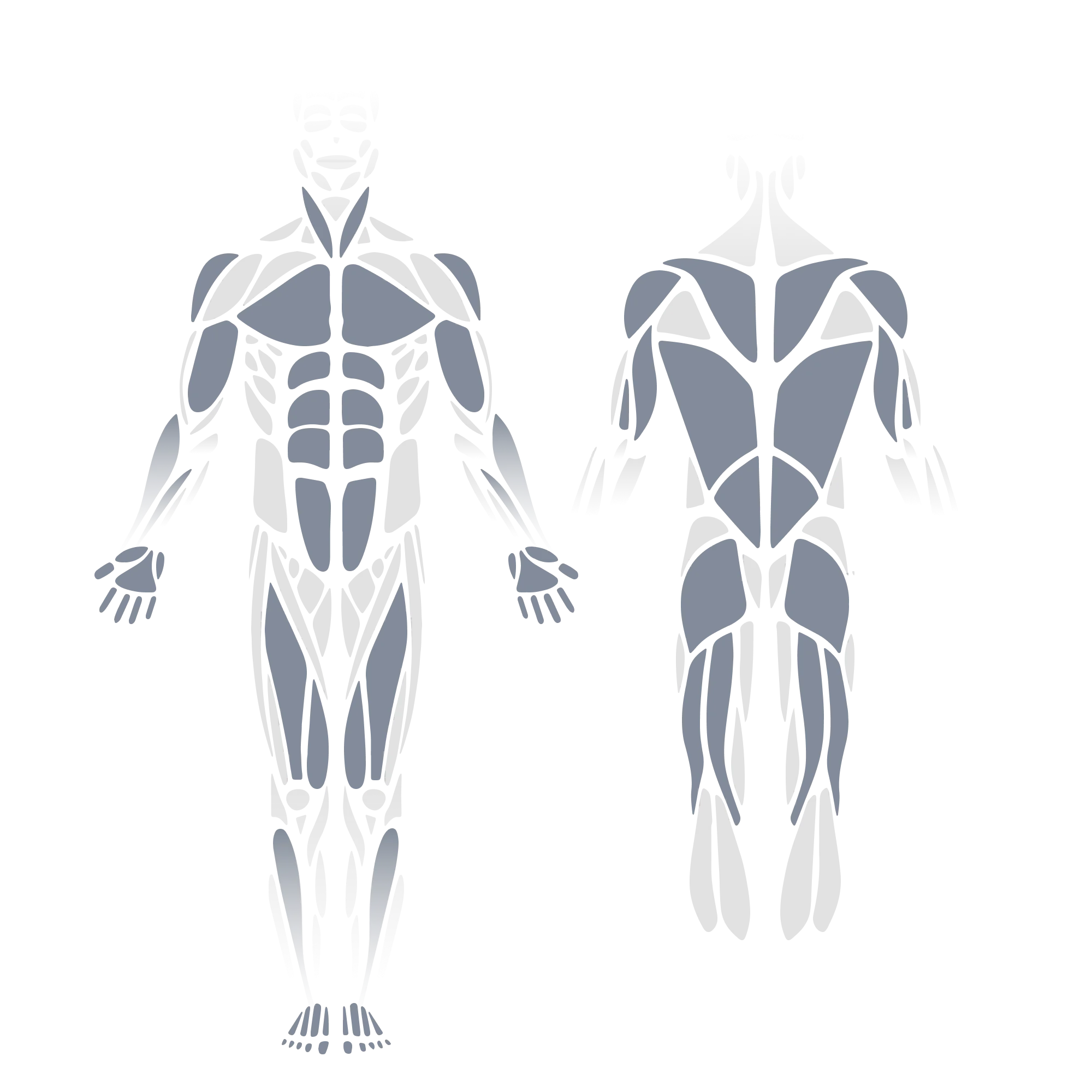 Anatomical muscle diagram showing front and back views of the full body with the chest (pectorals), shoulders (deltoids), triceps, rectus abdominis, obliques, hip flexors, quadriceps, and upper back (trapezius, rhomboids, latissimus dorsi) highlighted as targeted muscle groups.