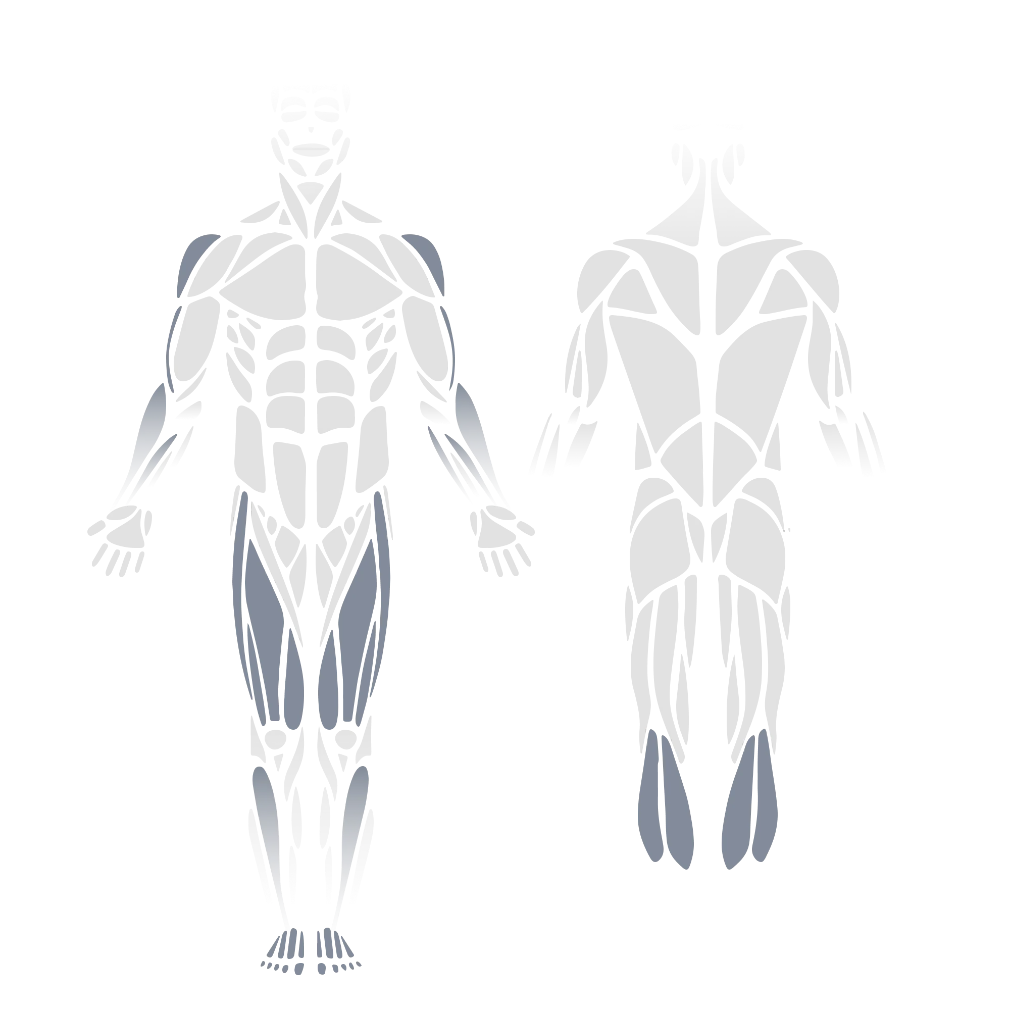 Anatomical muscle diagram showing front and back views of the full body with the anterior deltoids, quadriceps, hip adductors, and calves (gastrocnemius/soleus) highlighted as targeted muscle groups.