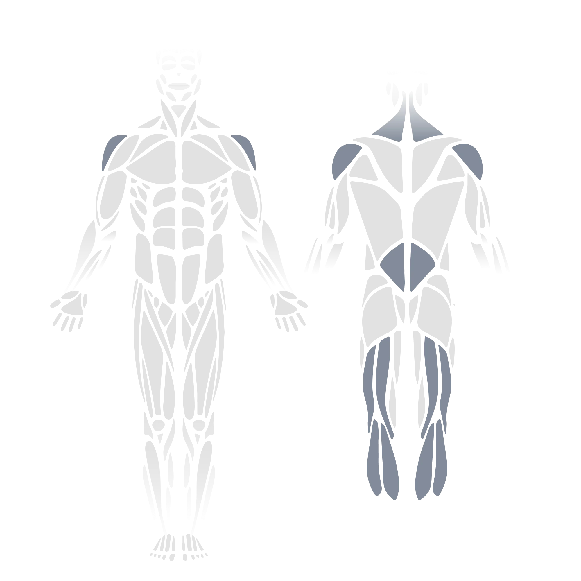 Anatomical muscle diagram showing front and back views of the full body with the anterior deltoids (front view) and the trapezius, posterior deltoids, gluteus maximus, hamstrings, and calves (gastrocnemius/soleus, posterior view) highlighted as targeted muscle groups.
