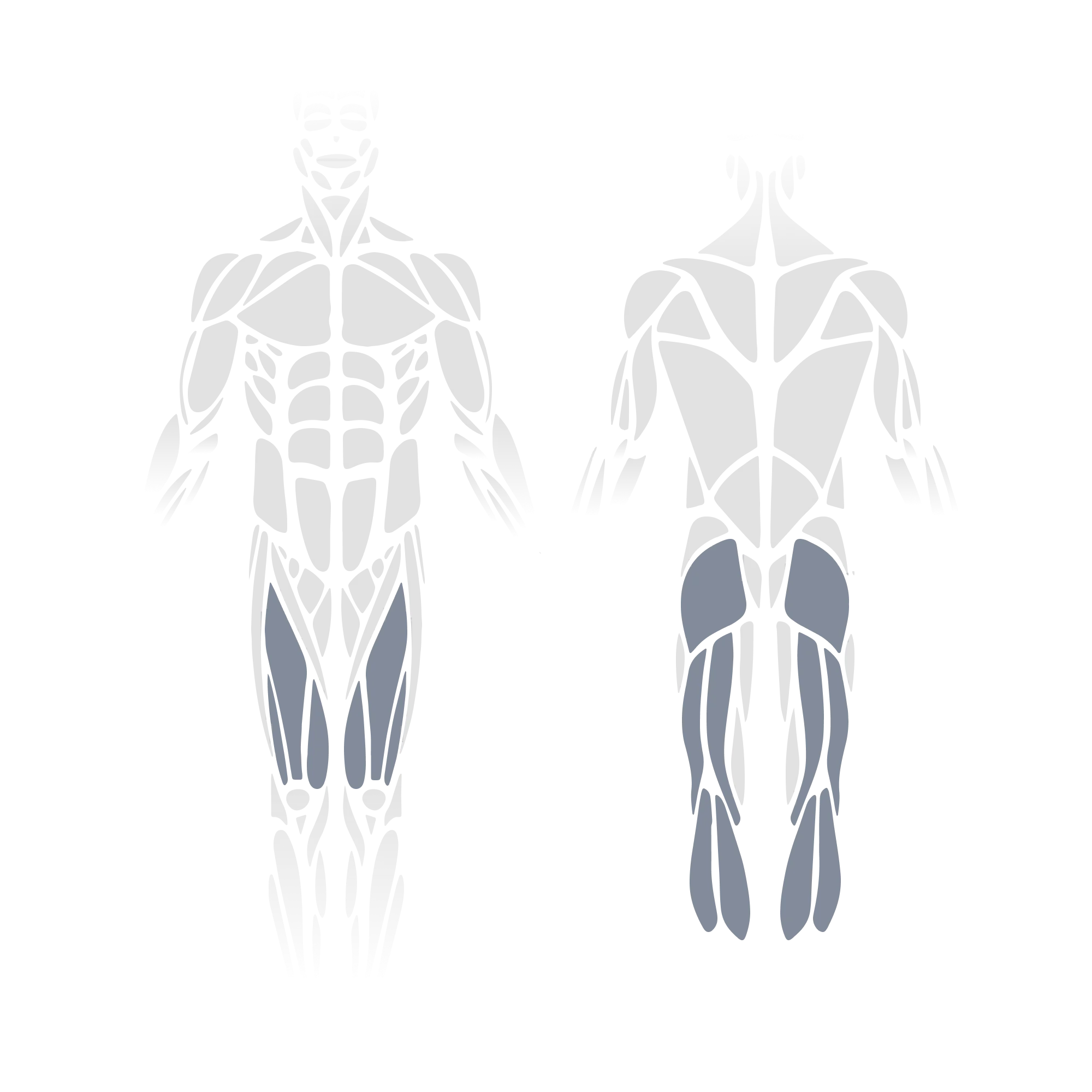 Anatomical muscle diagram showing front and back views of the full body with the quadriceps and hip adductors (front view) and the gluteus maximus, hamstrings, and calves (posterior view) highlighted as targeted muscle groups.