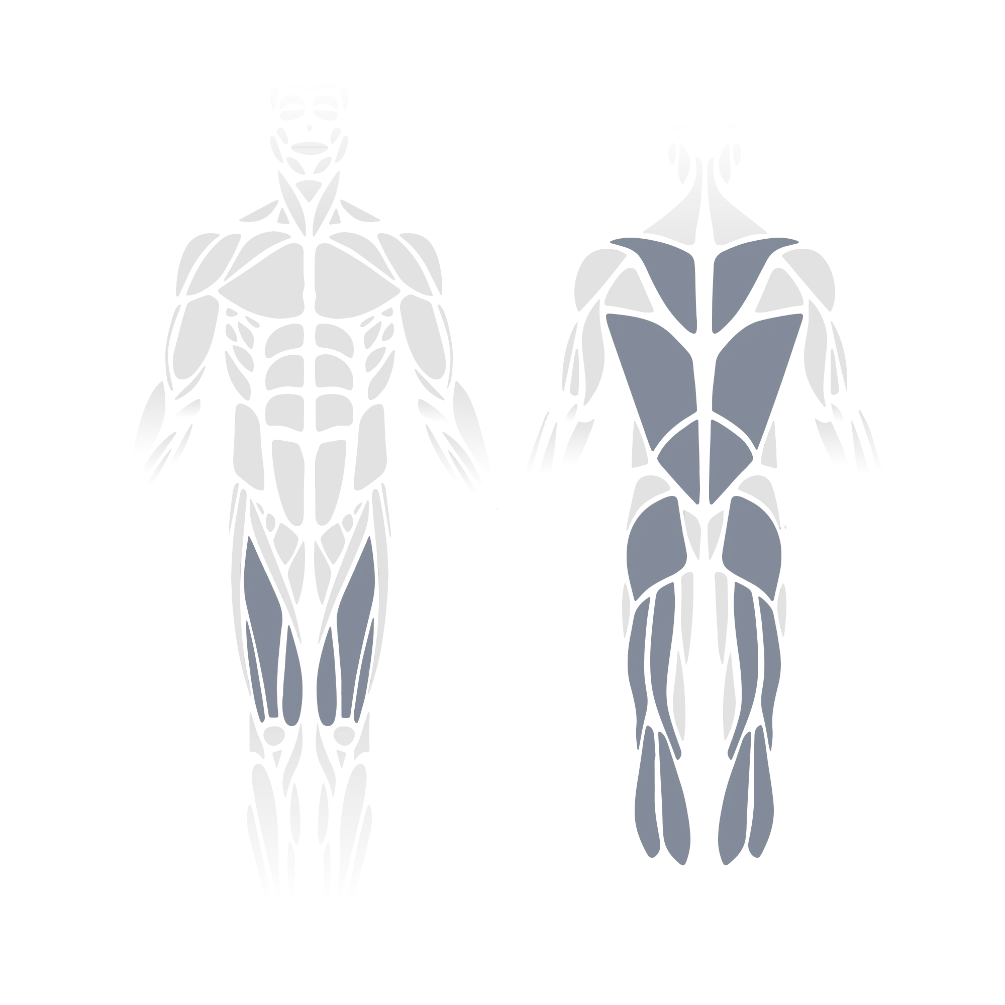 Anatomical muscle diagram showing front and back views of the full body with the quadriceps and hip adductors (front view) and the trapezius, rhomboids, latissimus dorsi, gluteus maximus, hamstrings, and calves (posterior view) highlighted as targeted muscle groups.