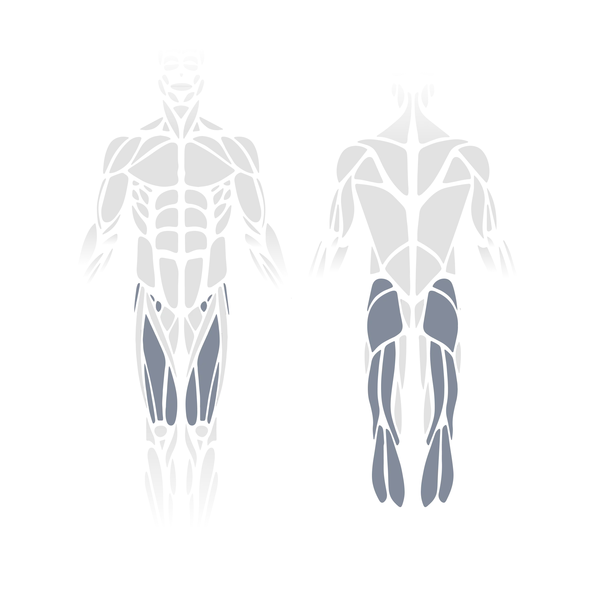 Anatomical muscle diagram showing front and back views of the full body with the hip flexors, quadriceps, and hip adductors (front view) and the gluteus maximus, hamstrings, and calves (posterior view) highlighted as targeted muscle groups.