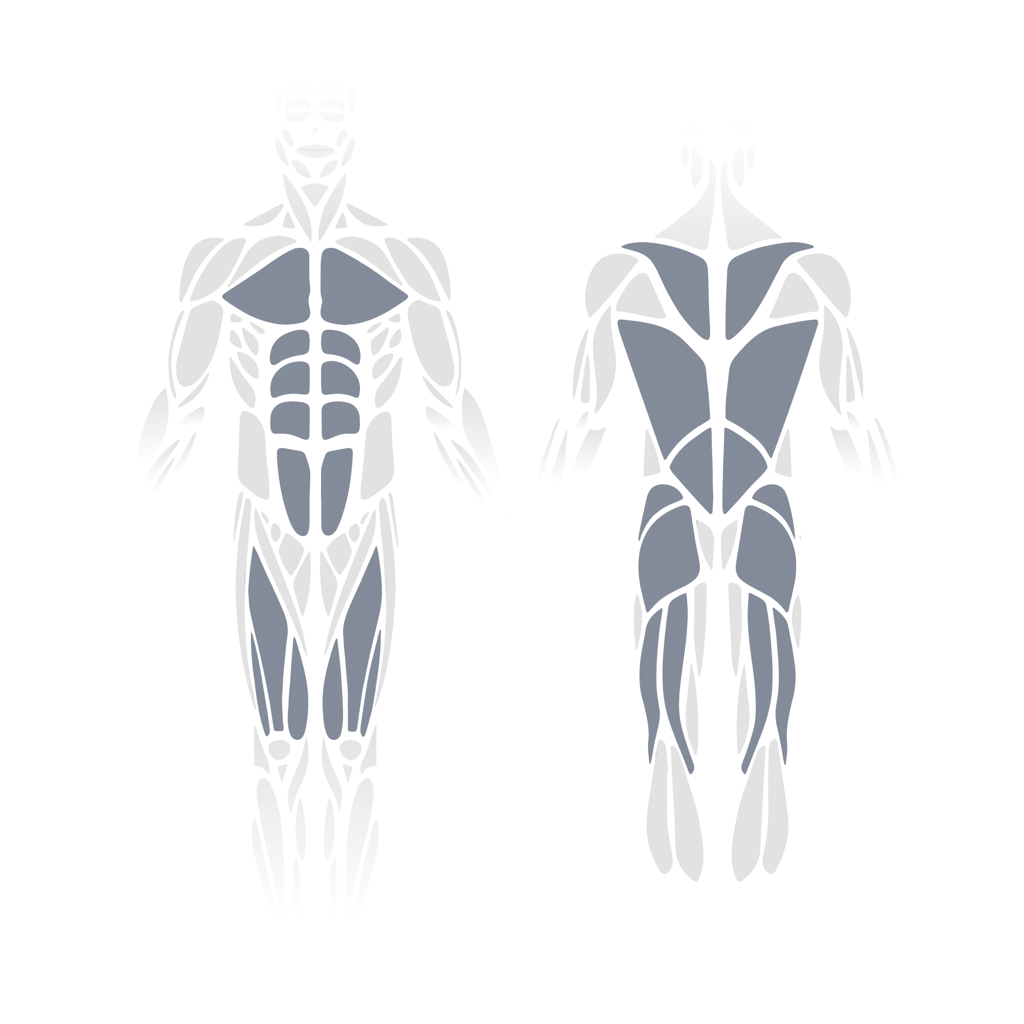 Anatomical muscle diagram showing front and back views of the full body with the pectorals, rectus abdominis, obliques, hip flexors, and quadriceps (front view) and the trapezius, rhomboids, latissimus dorsi, gluteus maximus, and hamstrings (posterior view) highlighted as targeted muscle groups.