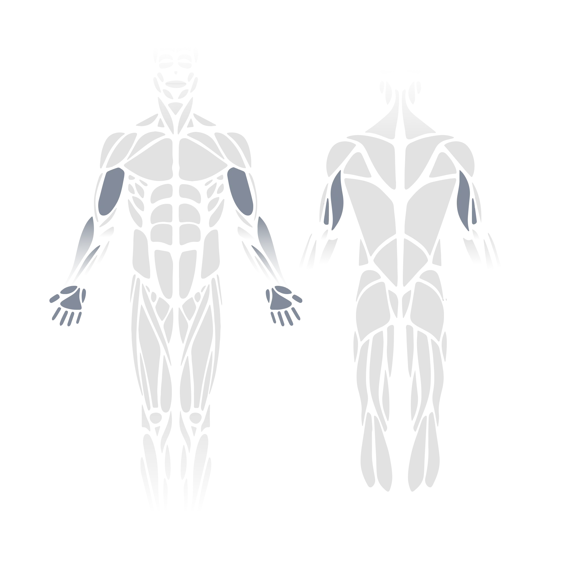 Anatomical muscle diagram showing front and back views of the full body with the biceps, forearms, and wrists (front view) and the posterior deltoids and triceps (posterior view) highlighted as targeted muscle groups.