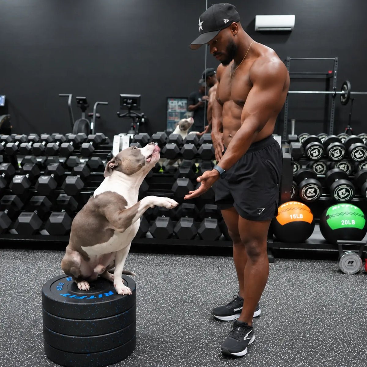 Jarell Carter in a gym is training with his Dog Dottie who is standing on a stack of weight plates. Dumbbells and exercise balls are visible in the background